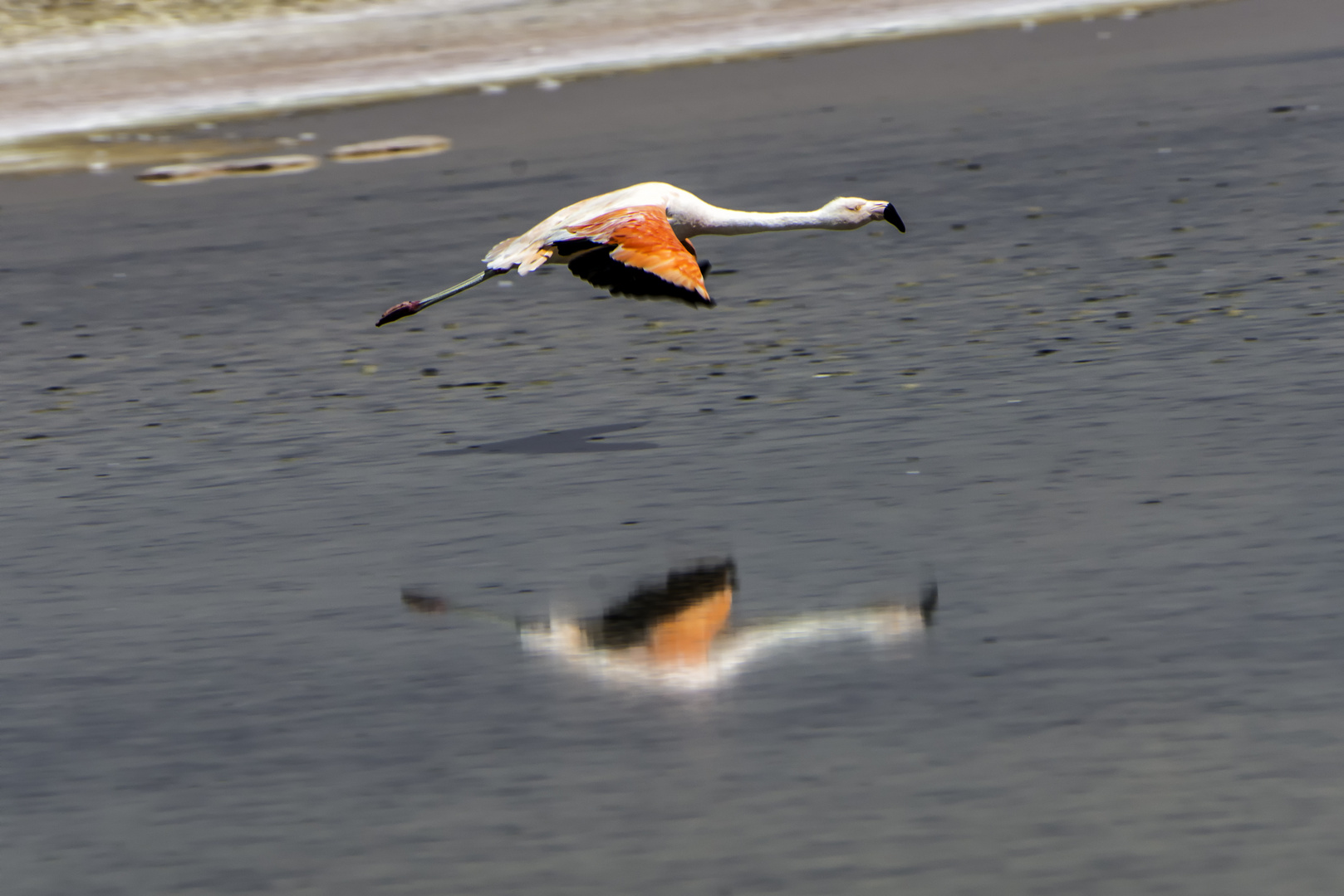 Flamingo über dem Salzsee in der Atacama-Wüste