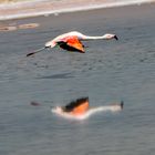 Flamingo über dem Salzsee in der Atacama-Wüste