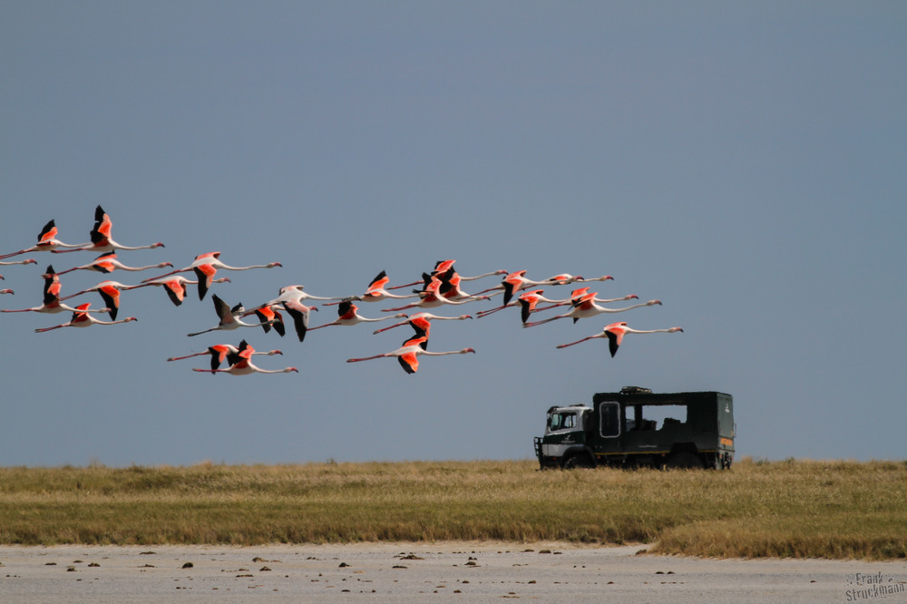 Flamingo überrundet Truck