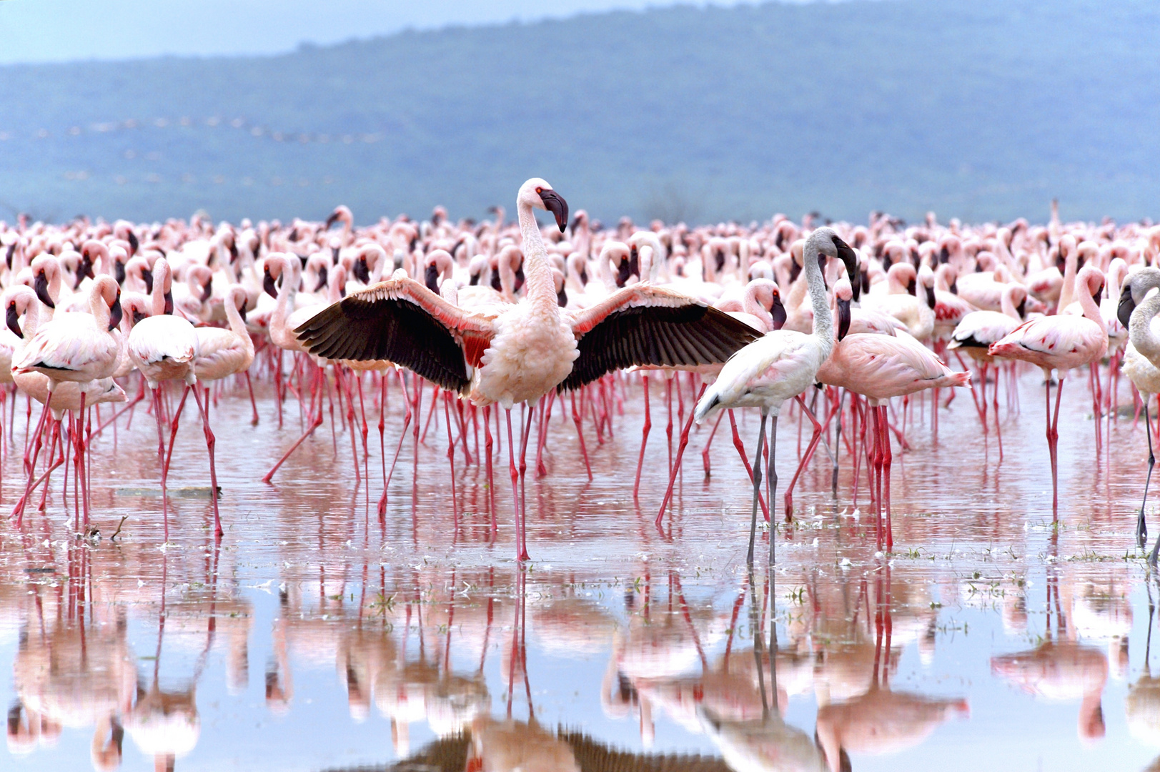 Flamingo umwirbt ein Weibchen