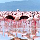 Flamingo umwirbt ein Weibchen