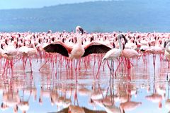 Flamingo umwirbt ein Weibchen