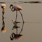 Flamingo und Moewe....