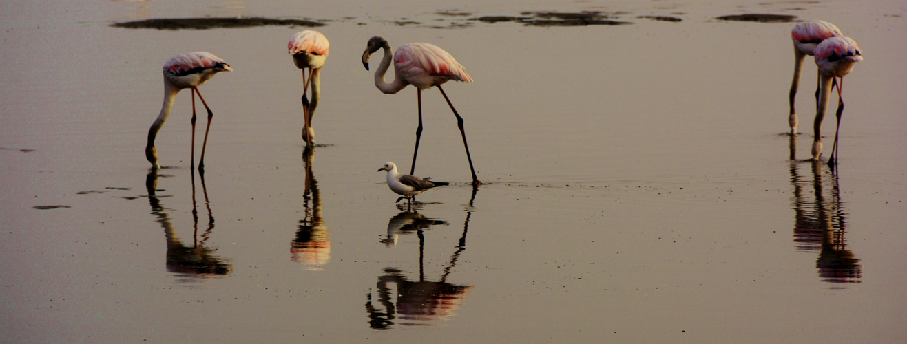 Flamingo und Moewe....