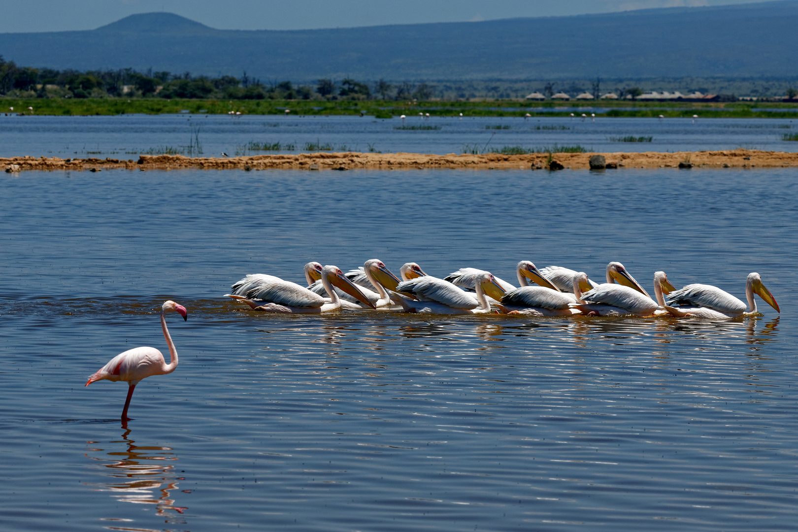 Flamingo und Rosapelikane