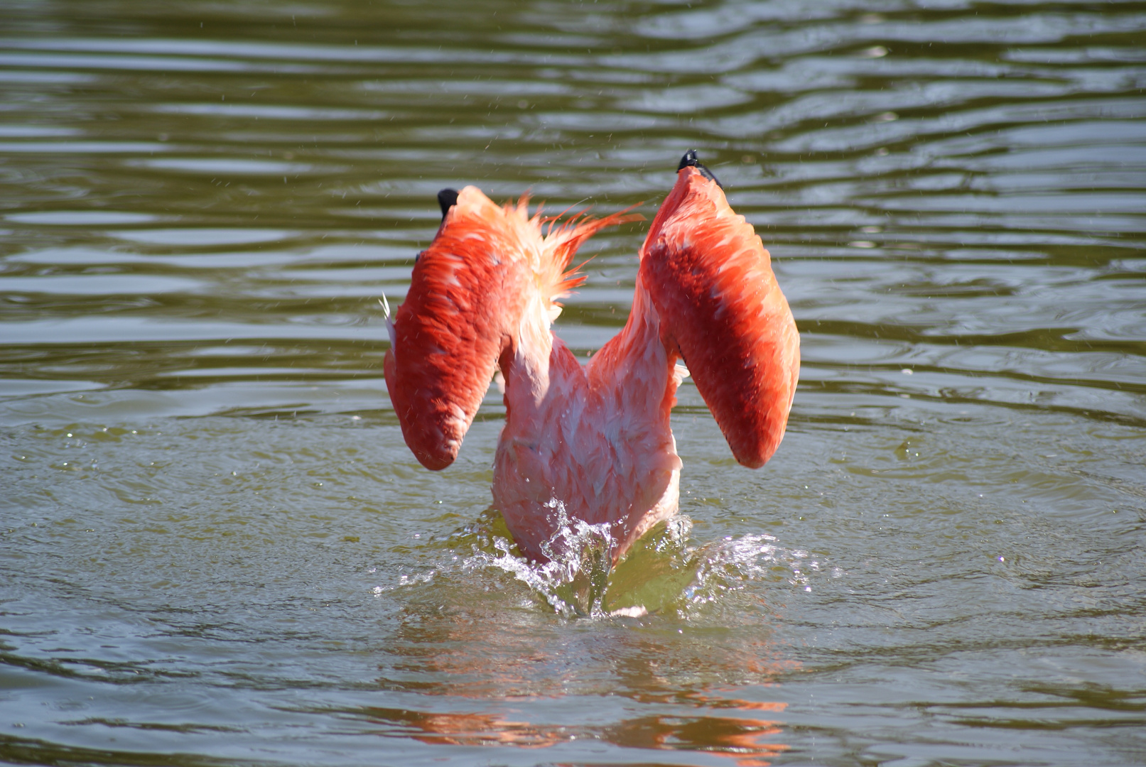 Flamingo unter Wasser
