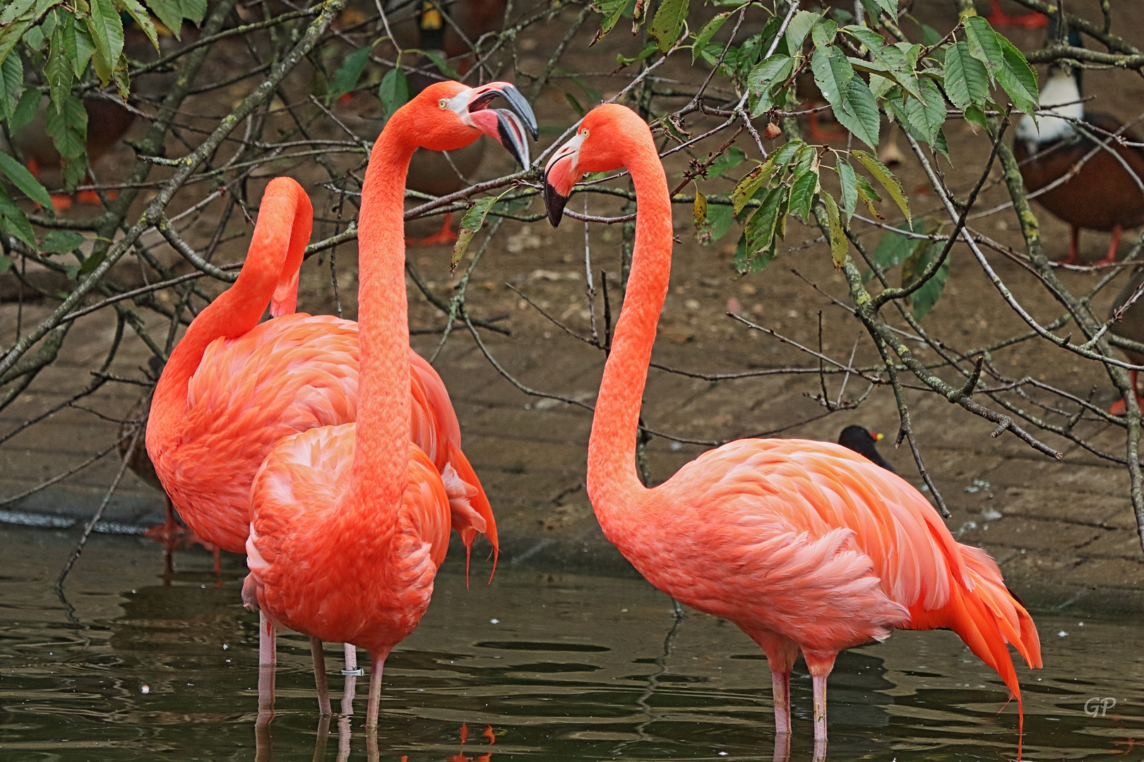 Flamingo V