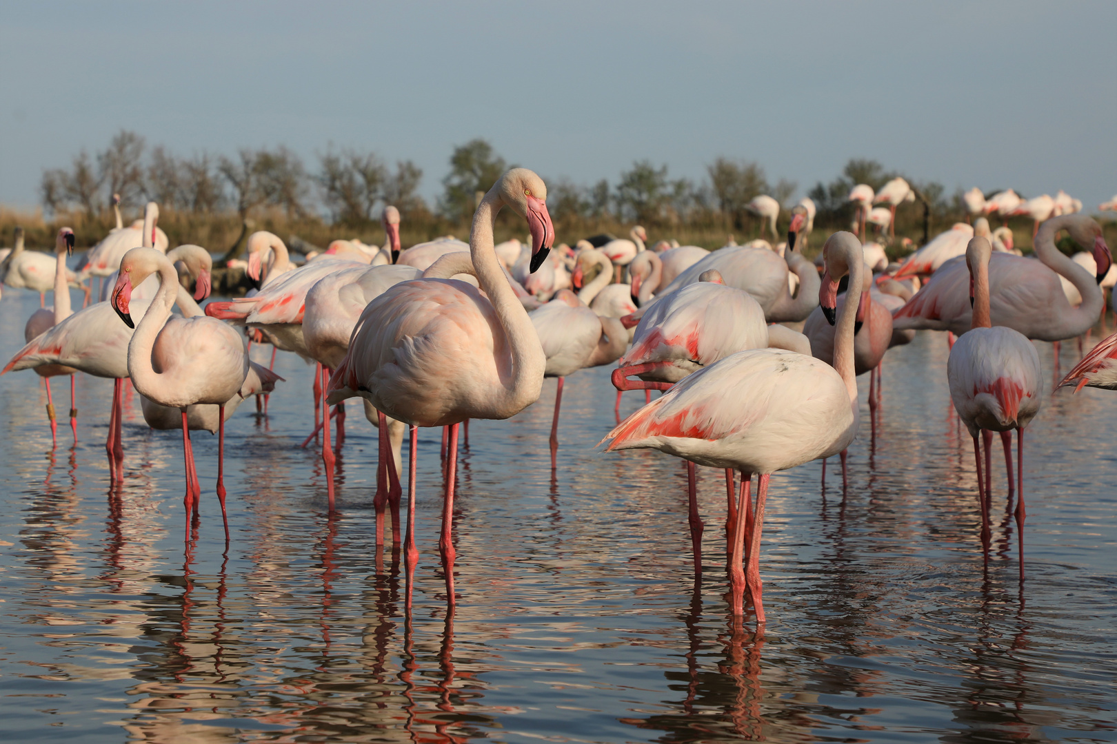 Flamingo-Versammlung