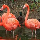 Flamingo VI