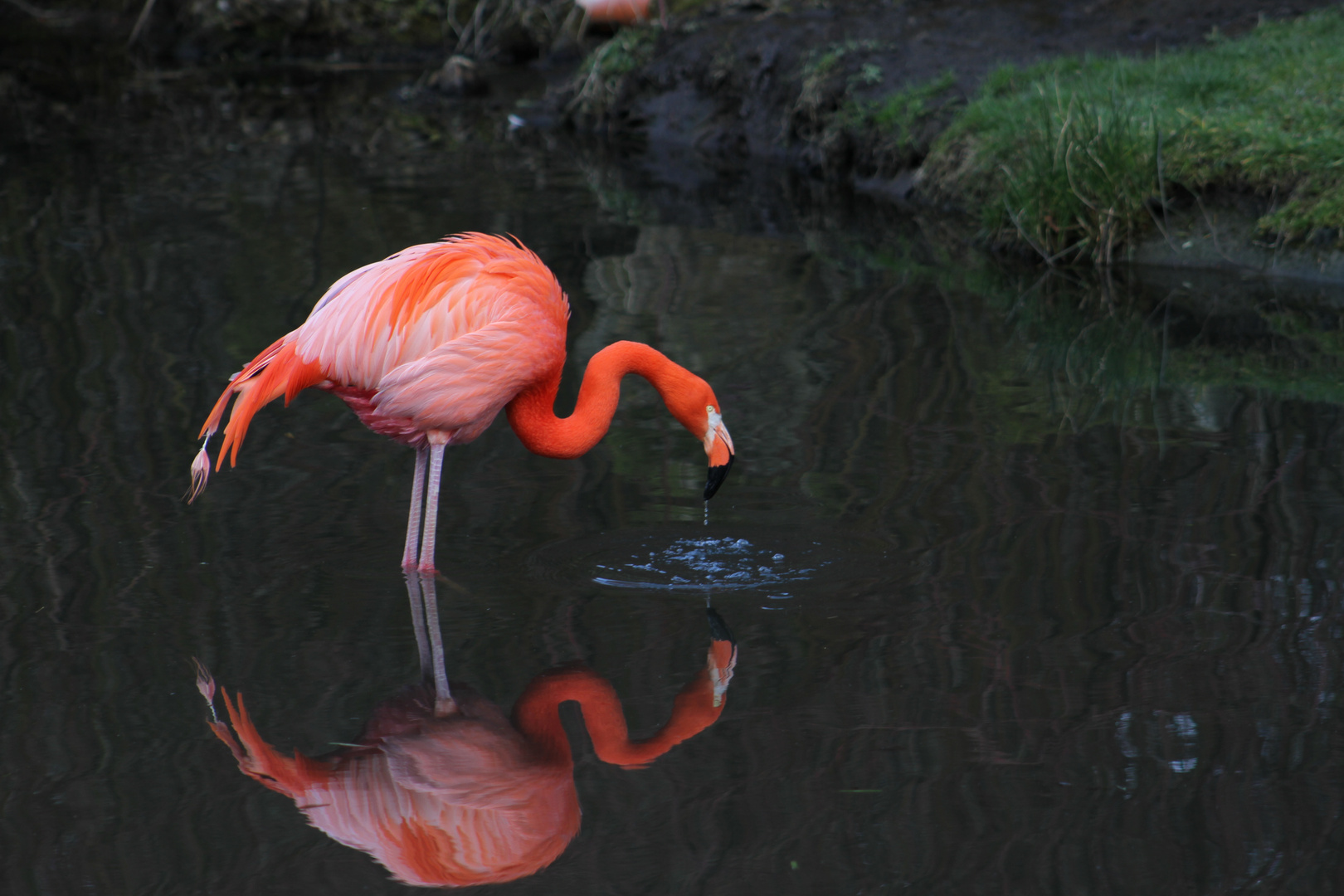 Flamingo von Bad Wildungen