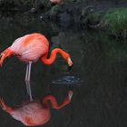 Flamingo von Bad Wildungen