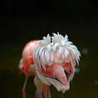 Flamingo von Hinten
