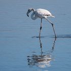 Flamingo Walvis Bay