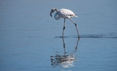 Flamingo Walvis Bay