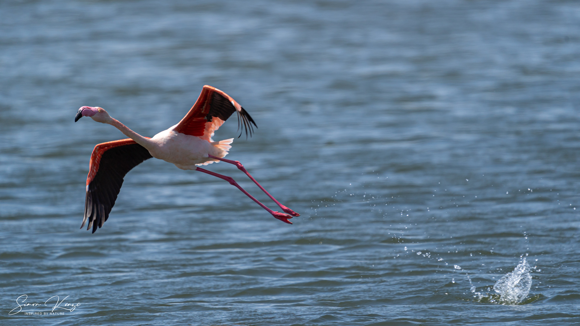 Flamingo, Walvis Bay