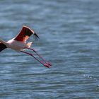 Flamingo, Walvis Bay