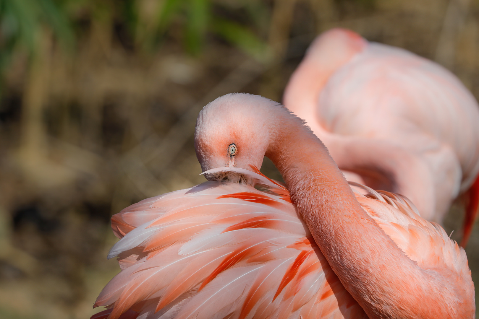 Flamingo - was ist denn da im Gefieder?