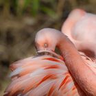 Flamingo - was ist denn da im Gefieder?