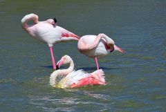 Flamingo Wellness