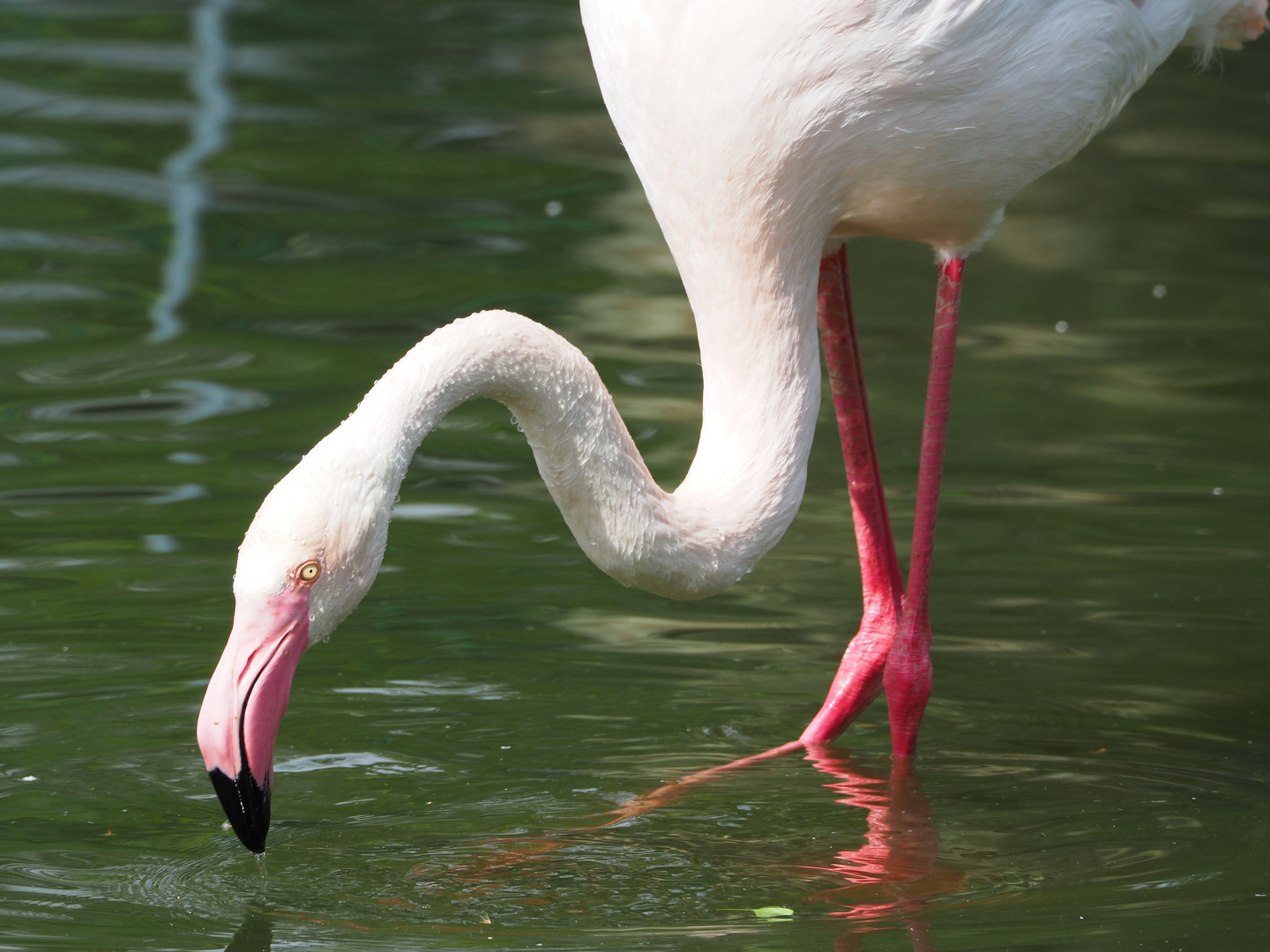 Flamingo Wilhelma