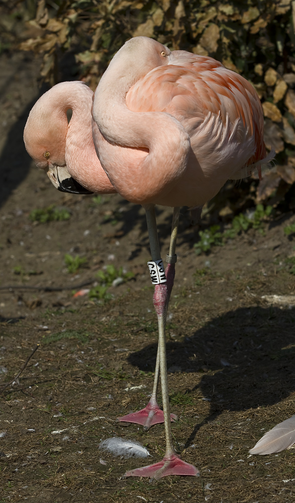 Flamingo Wirrwarr