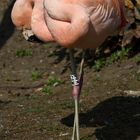 Flamingo Wirrwarr