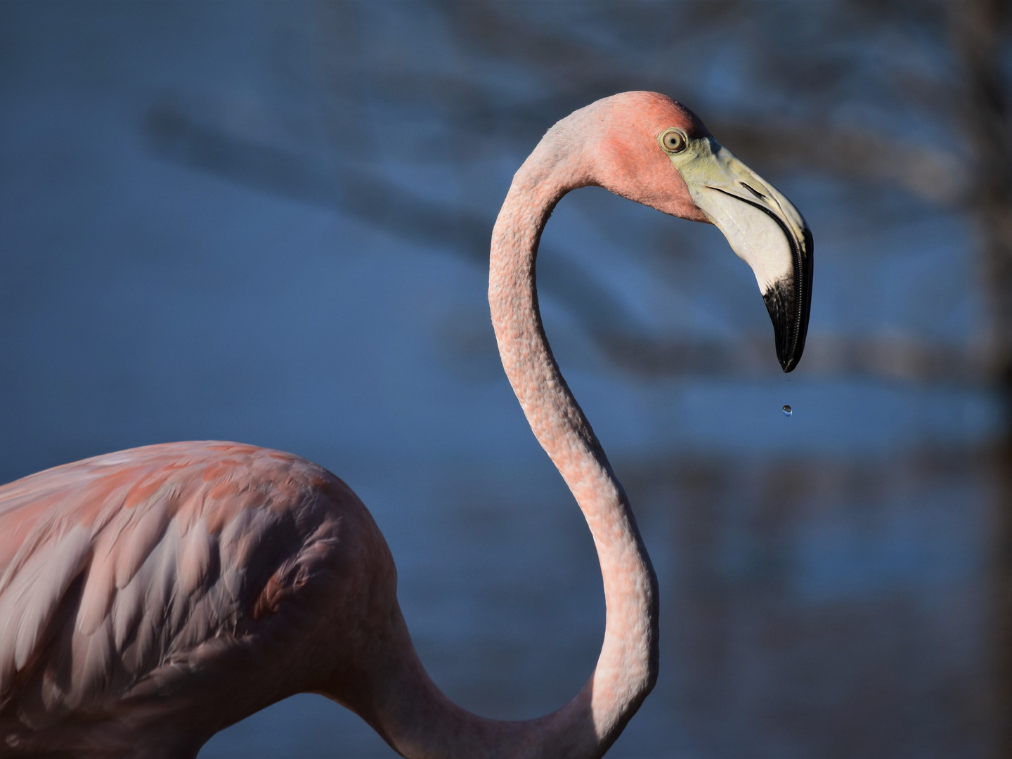 Flamingo With Droplet