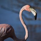 Flamingo With Droplet