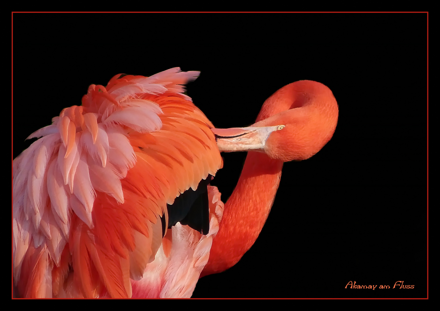 Flamingo-WonderfulWorld2