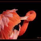 Flamingo-WonderfulWorld2