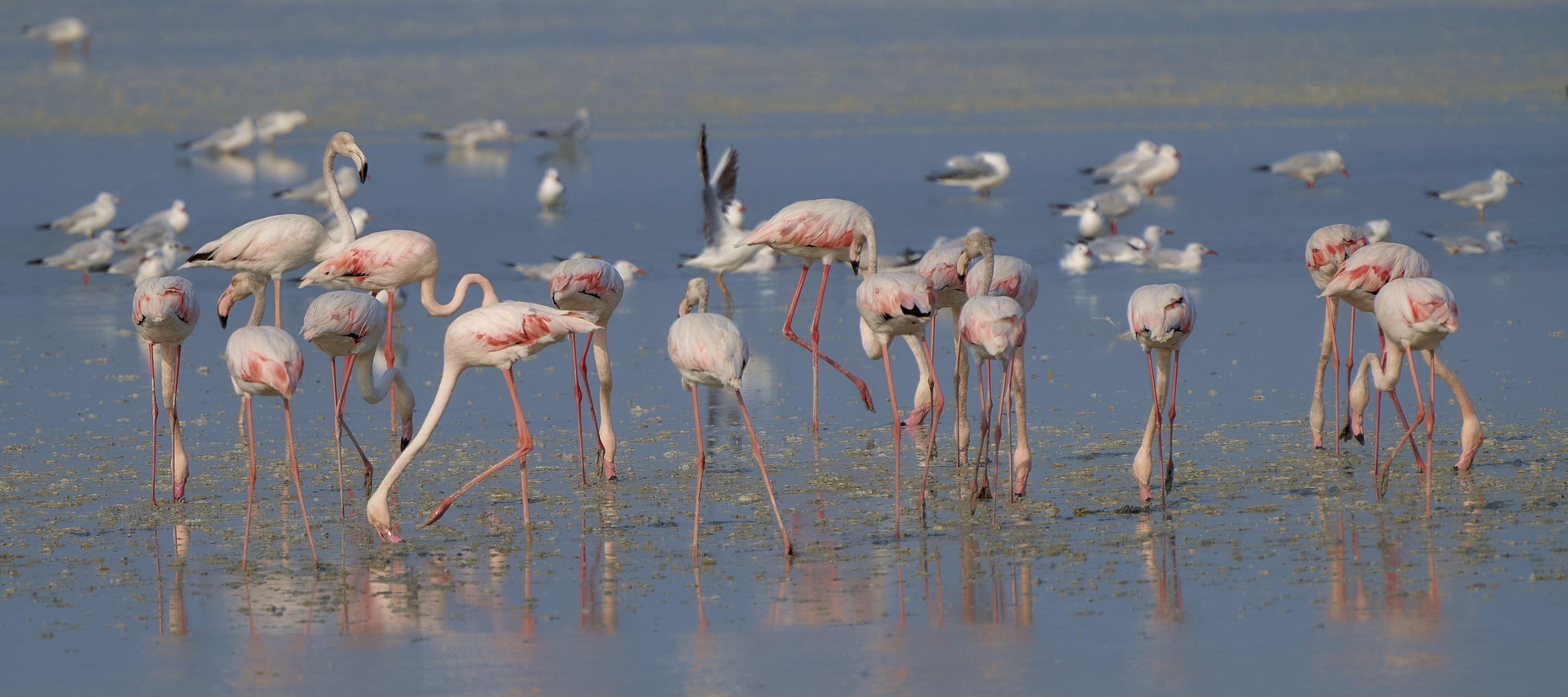 Flamingo world