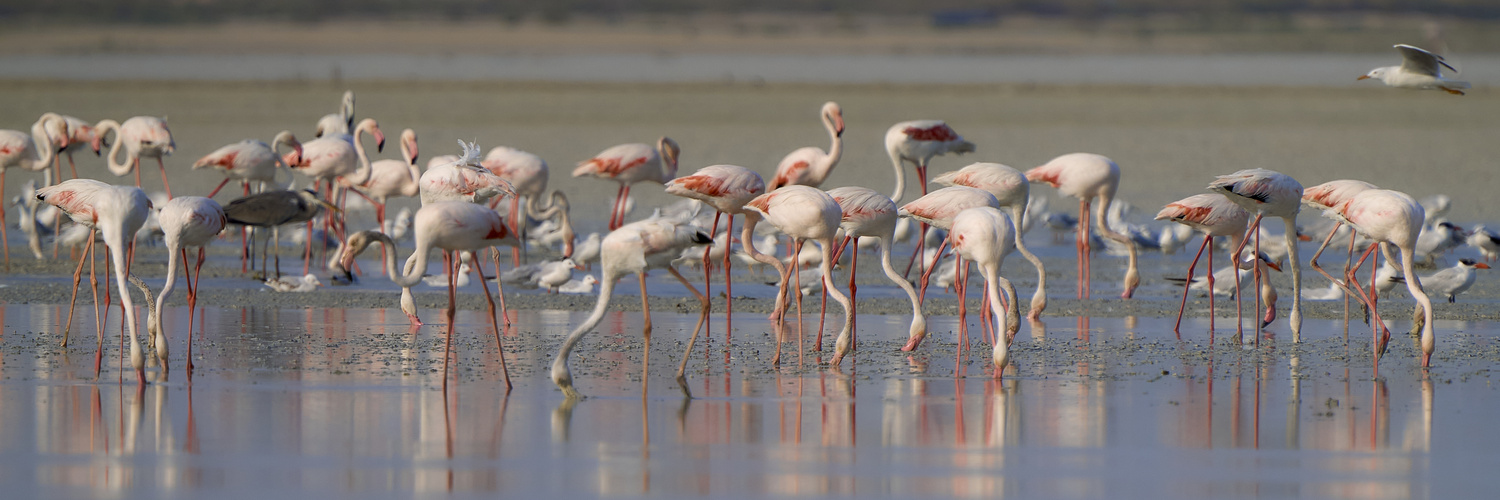 Flamingo world 