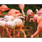 Flamingo World