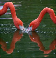 Flamingo-X-tra