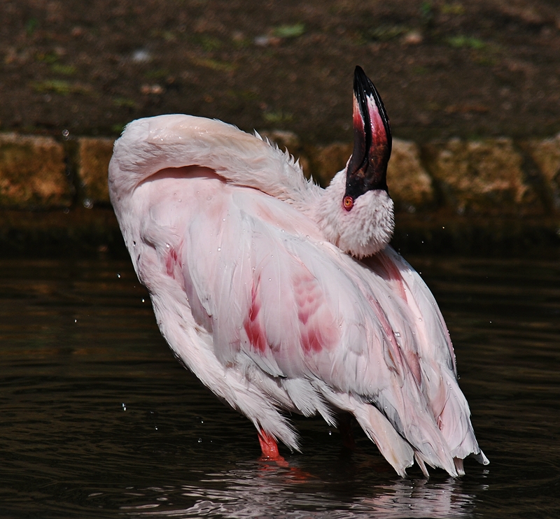 Flamingo-Yoga