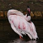 Flamingo-Yoga