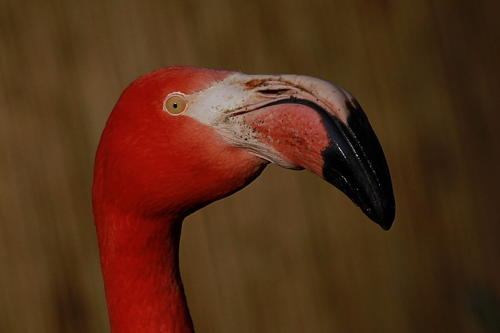 Flamingo Zoo Duisburg