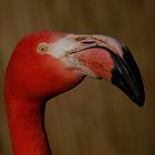 Flamingo Zoo Duisburg