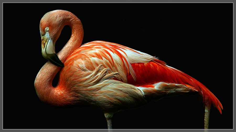 Flamingo, Zoo Hannover