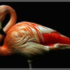 Flamingo, Zoo Hannover