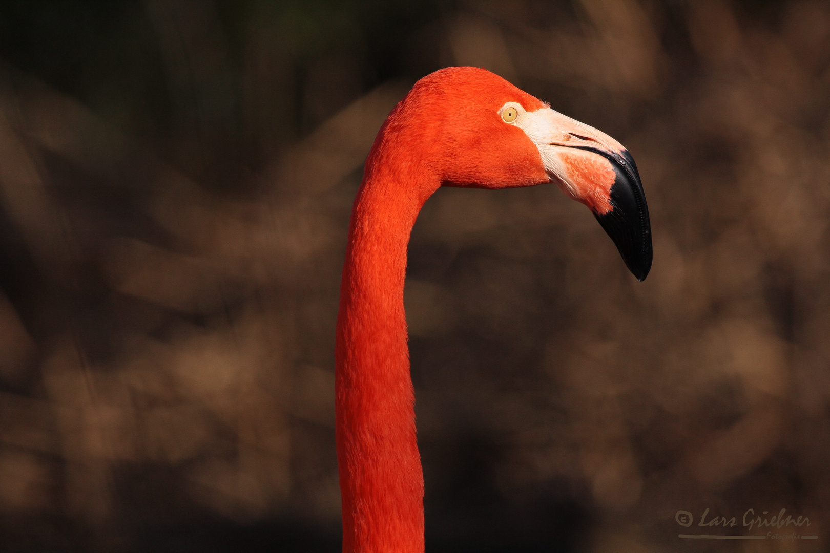 Flamingo - Zoo Hannover
