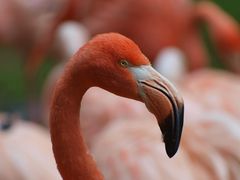 Flamingo (Zoo Köln)