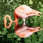 Flamingo - Zoo Krefeld
