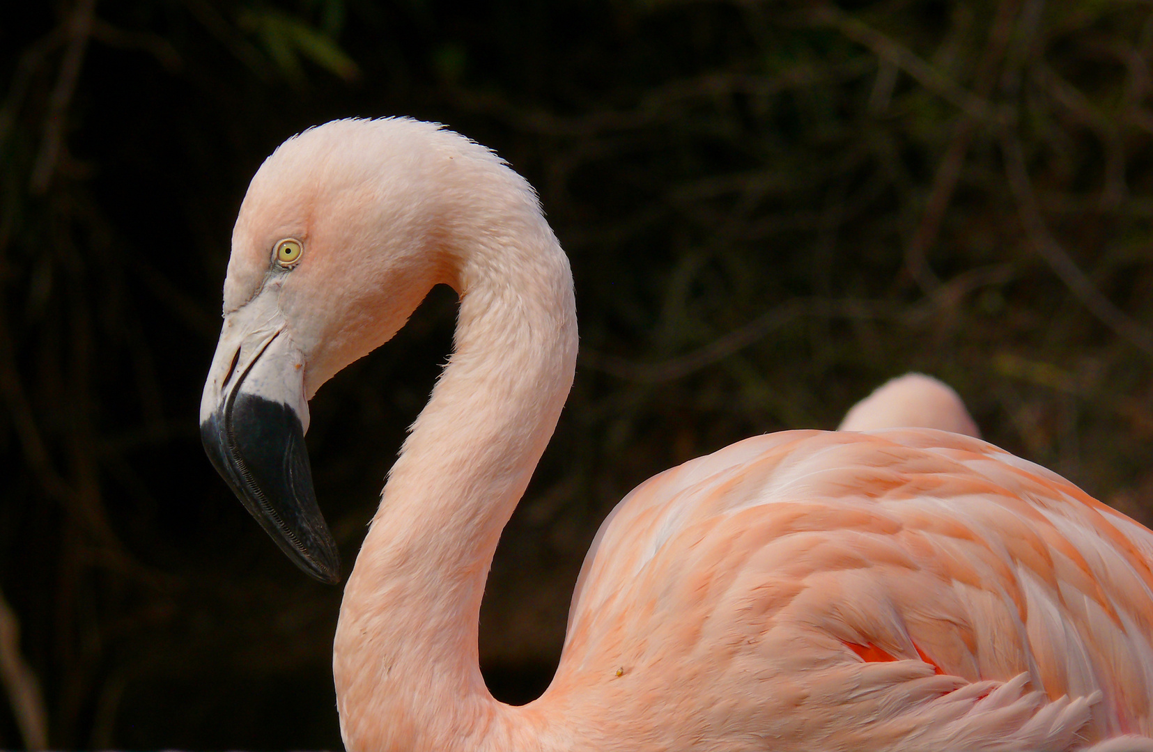 Flamingo, Zoo Landau - Version I -