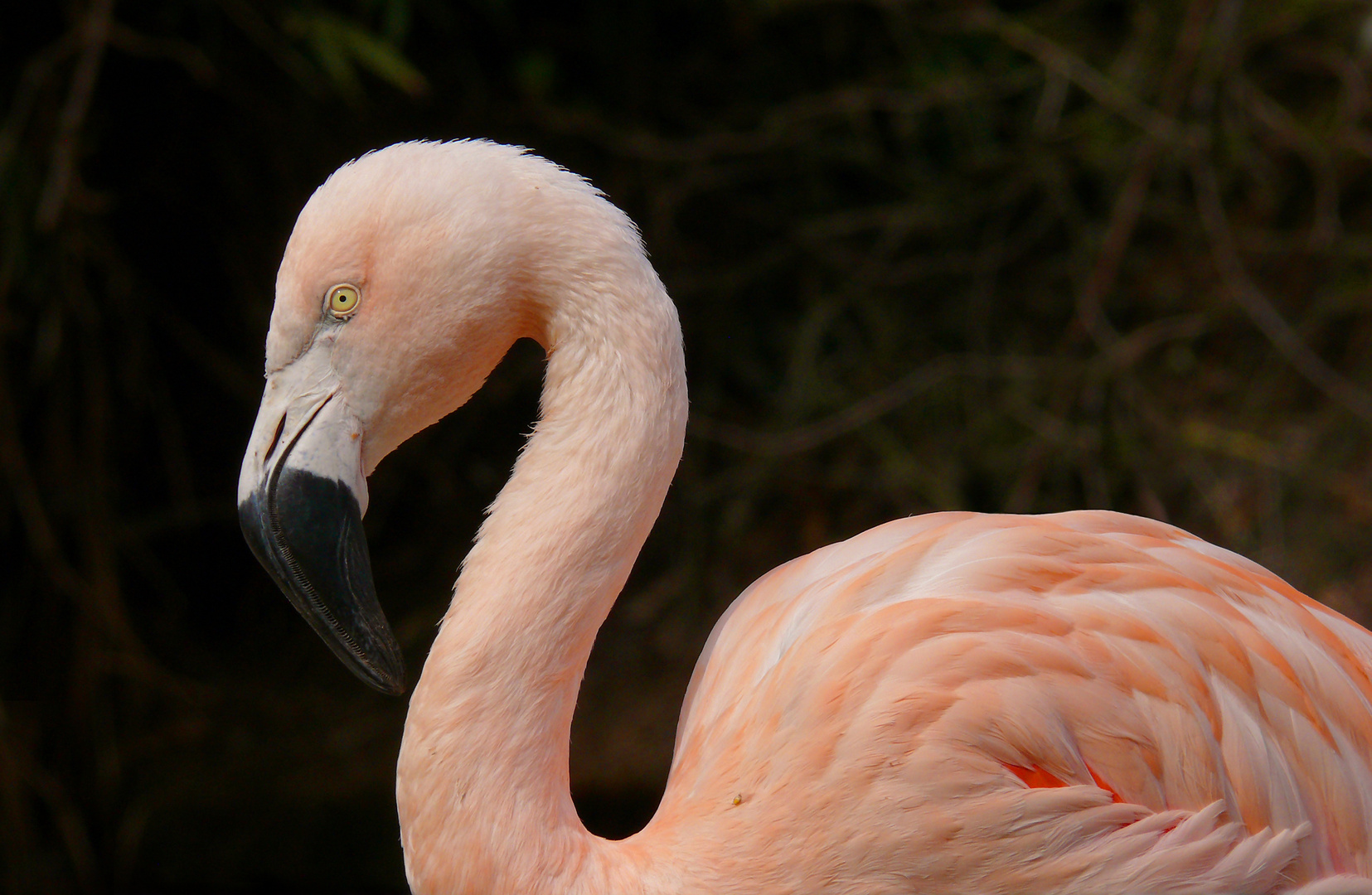 Flamingo, Zoo Landau - Version II -