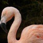 Flamingo, Zoo Landau - Version II -