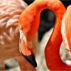 Flamingo - Zoo Leipzig