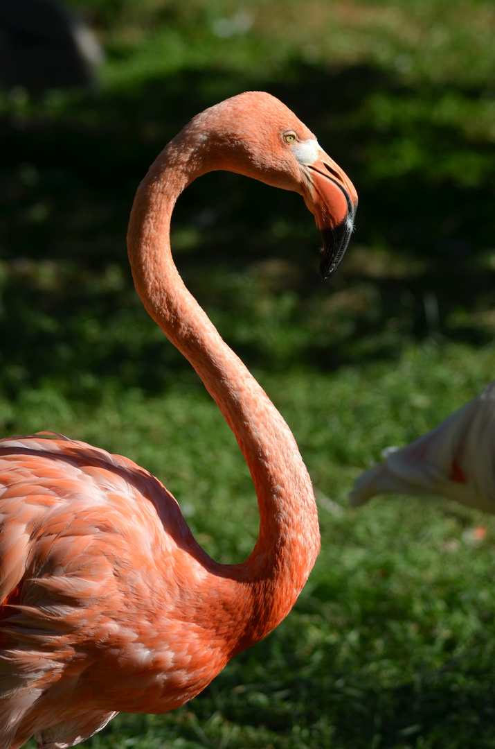 Flamingo Zoo Neuwied