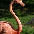 Flamingo Zoo Neuwied