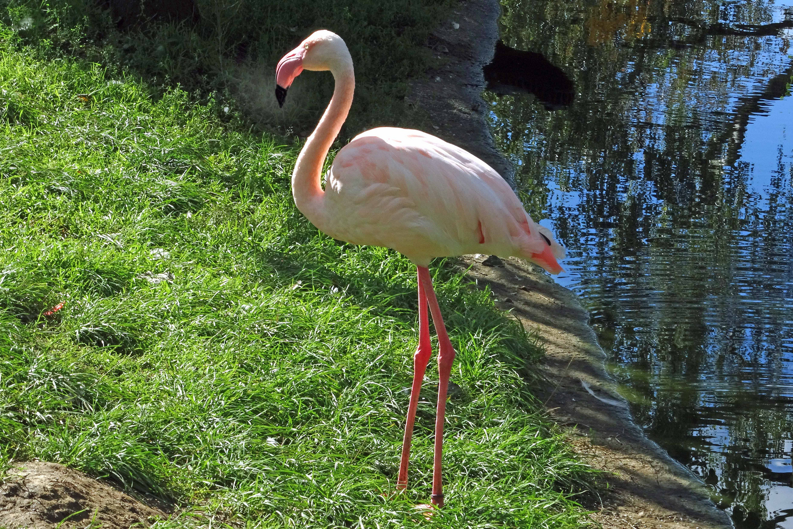 Flamingo (Zoo Neuwied)